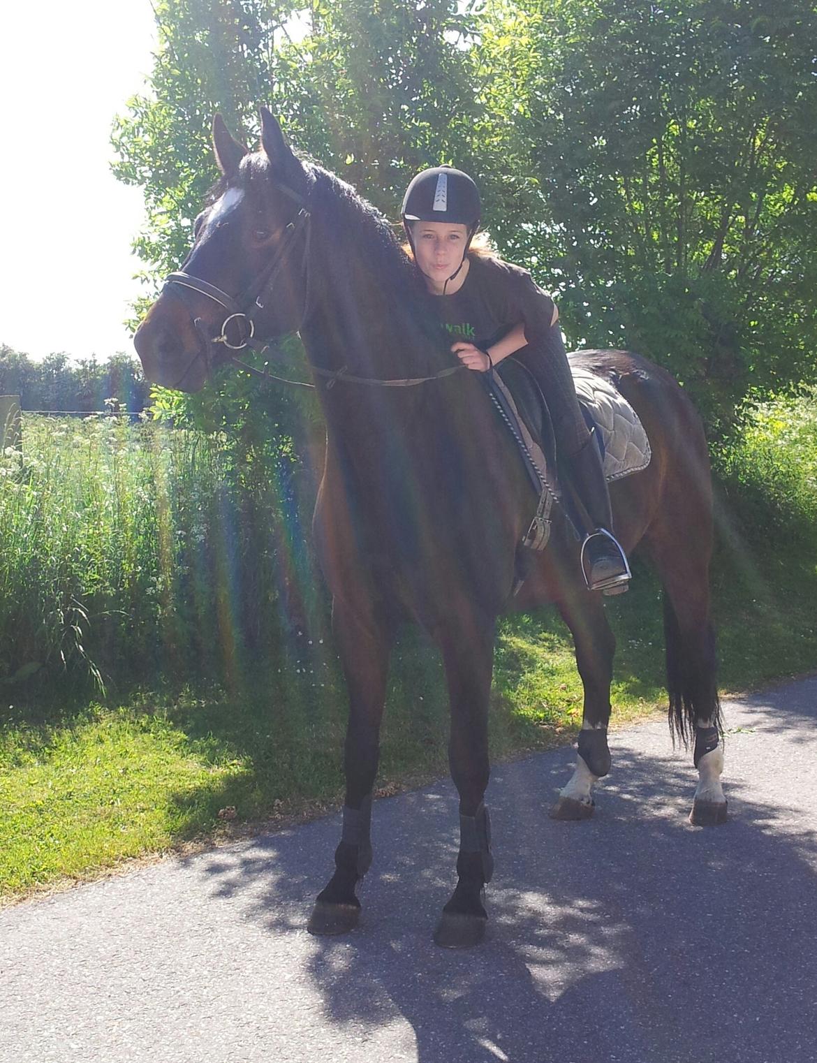 Dansk Varmblod Taarupgaards Cupid billede 4