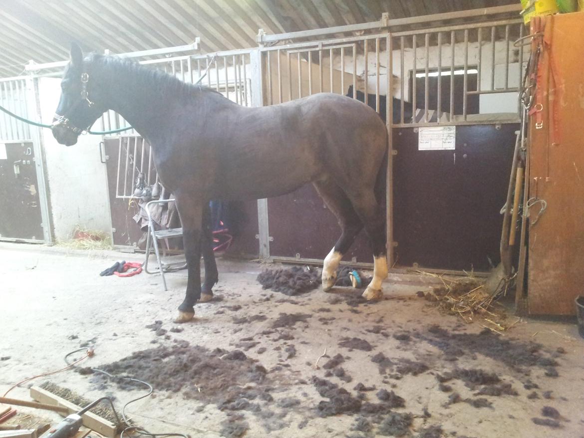 Dansk Varmblod Taarupgaards Cupid billede 2