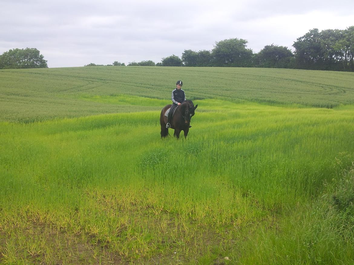 Dansk Varmblod Taarupgaards Cupid billede 5