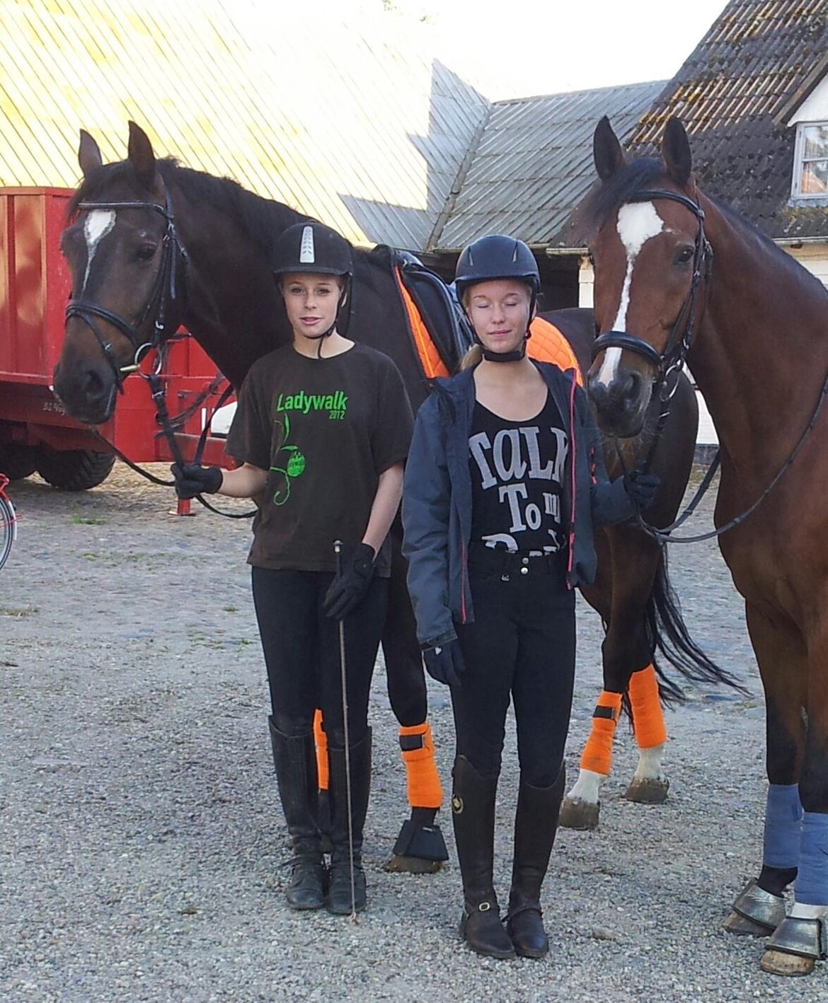 Dansk Varmblod Taarupgaards Cupid billede 6