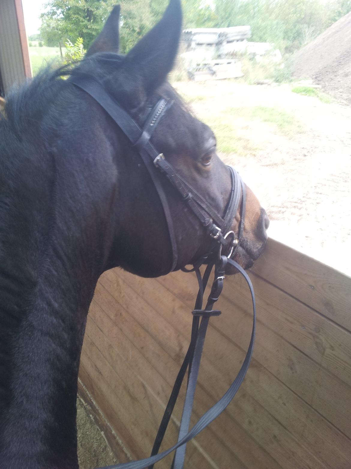 Dansk Varmblod Taarupgaards Cupid billede 7