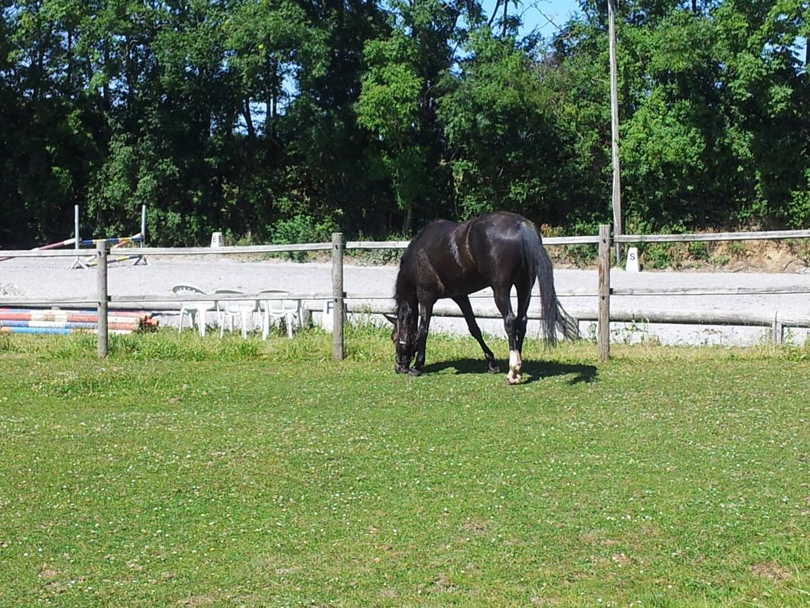 Dansk Varmblod Taarupgaards Cupid billede 8