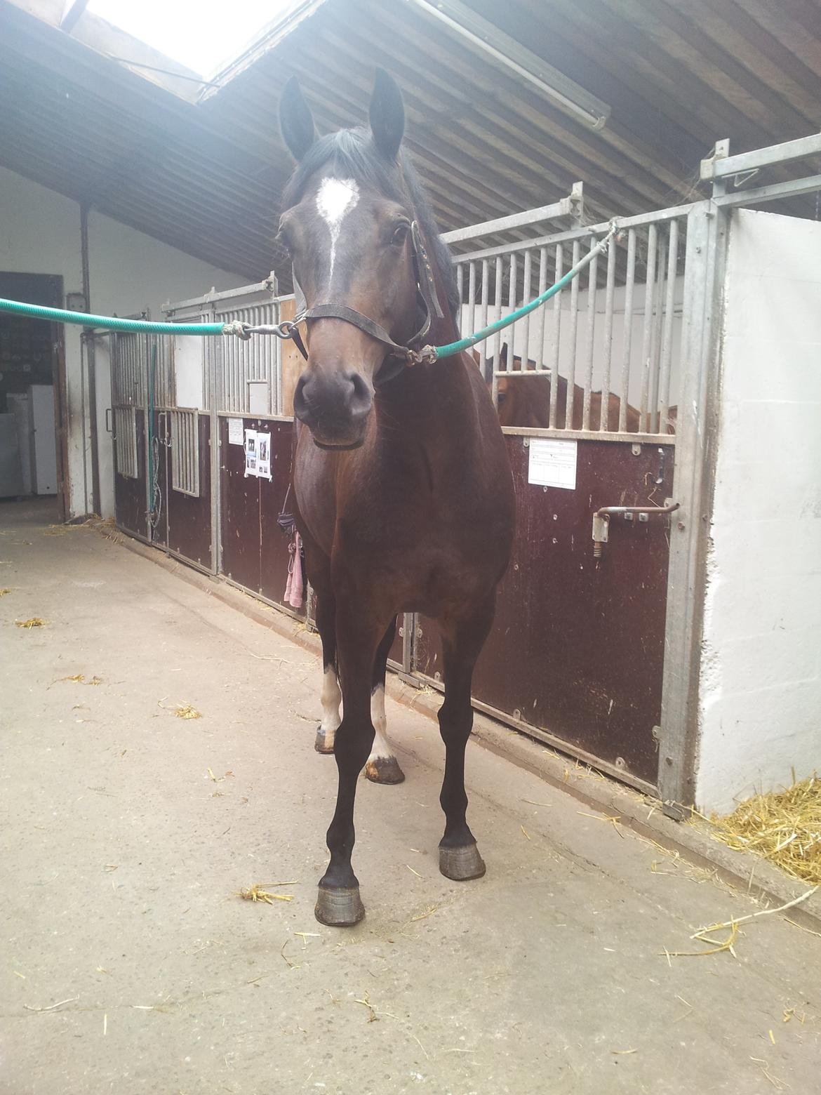 Dansk Varmblod Taarupgaards Cupid billede 9