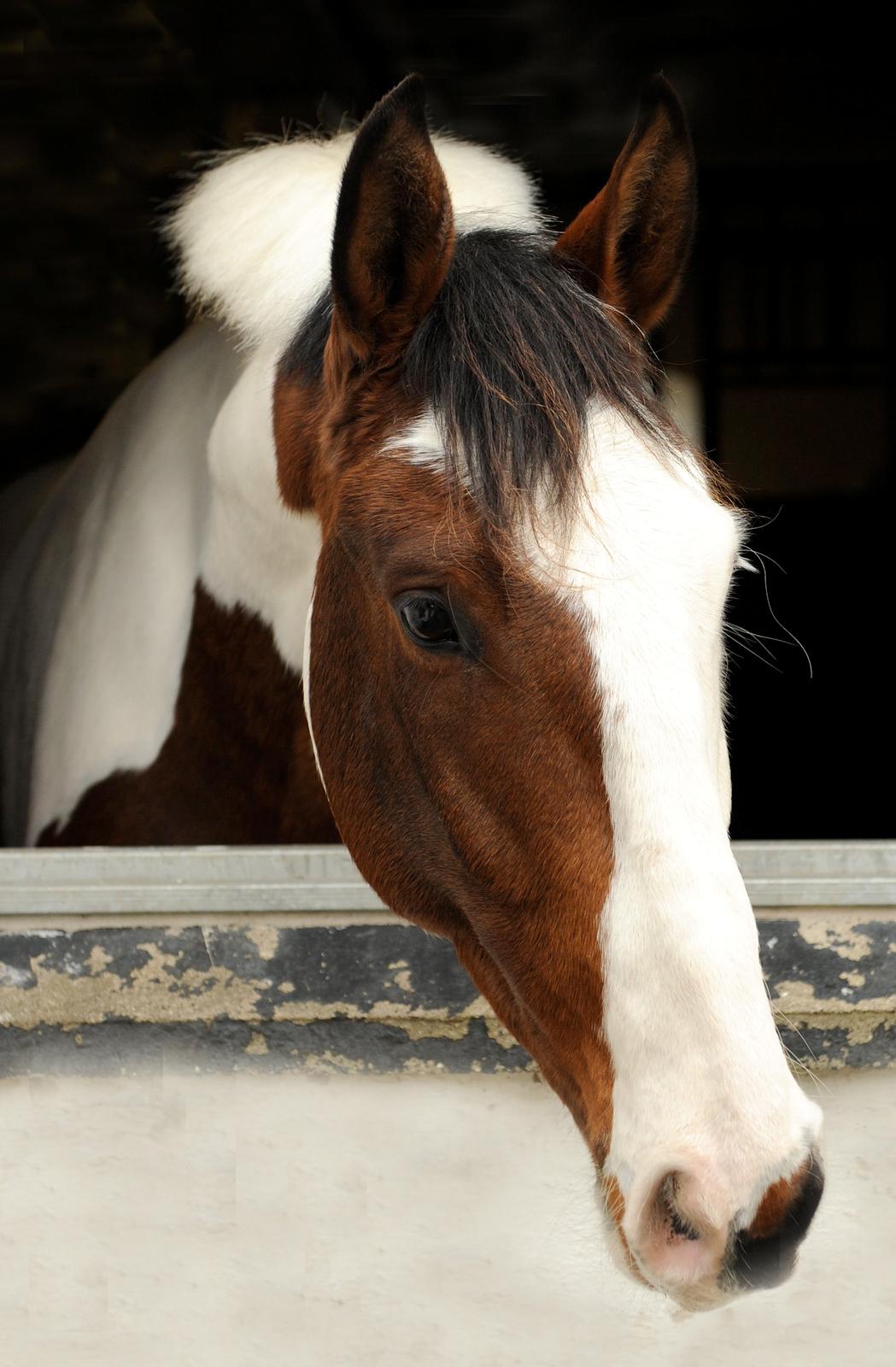 Pinto Enekær's Sambatino *Årets land og fritid hest* - Tino årets land og fritid heste 2013/2014.. Billed taget af www.fotoglimt.dk billede 1