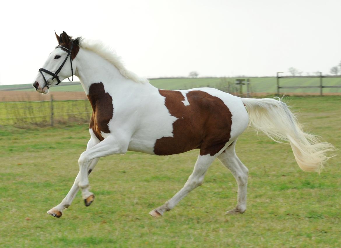 Pinto Enekær's Sambatino *Årets land og fritid hest* - Årets land og fritid hest 2013/2014.. Taget af www.fotoglimt.dk billede 20