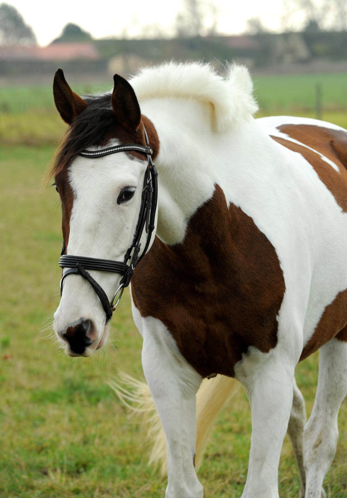 Pinto Enekær's Sambatino *Årets land og fritid hest* - Årets land og fritid hest 2023/2014.. Taget af www.fotoglimt.dk billede 21