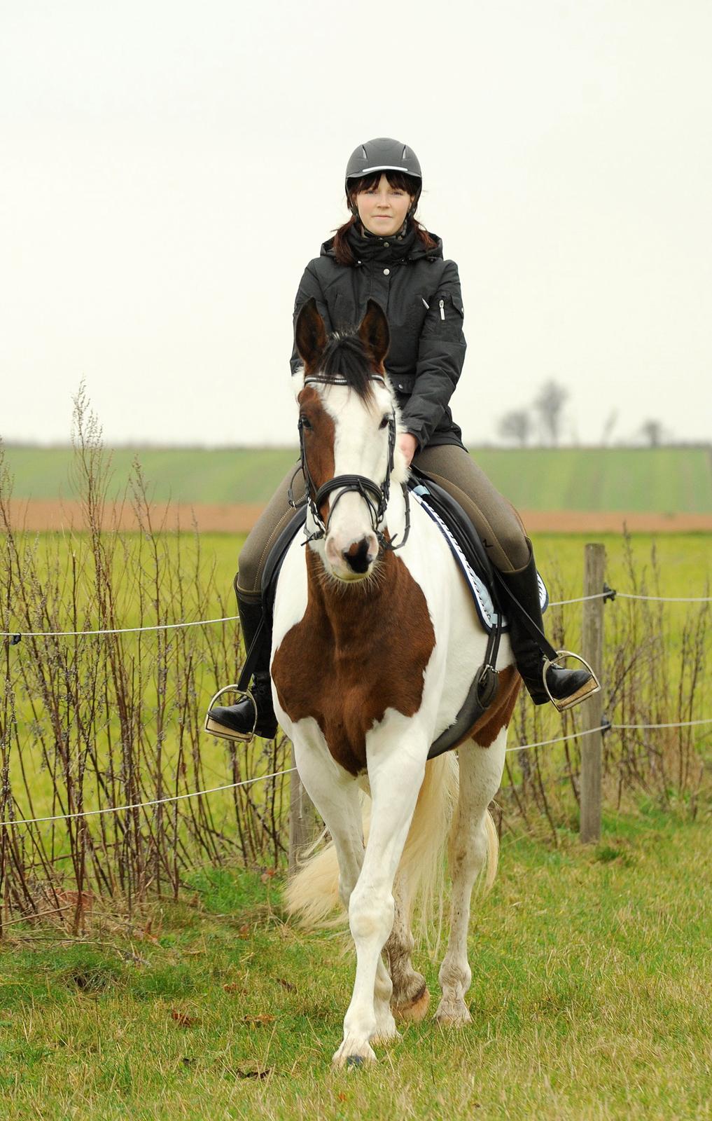 Pinto Enekær's Sambatino *Årets land og fritid hest* - Årets land og fritid hest 2023/2014.. Taget af www.fotoglimt.dk billede 22