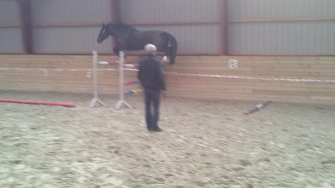 Dansk Varmblod Taarupgaards Cupid billede 10