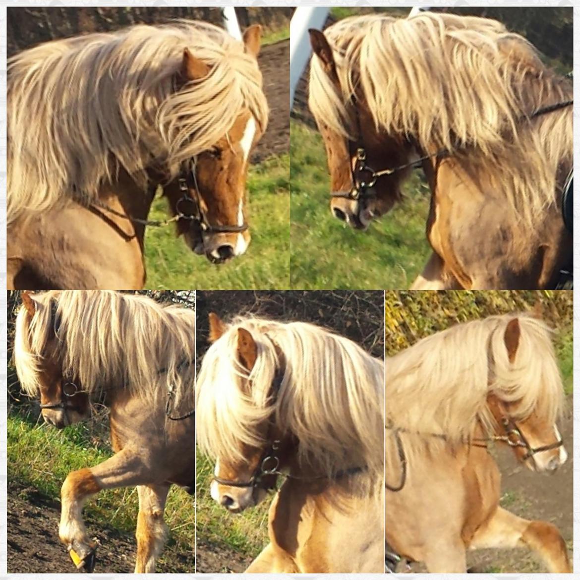 Islænder Fína fra Thorup.<3 billede 8