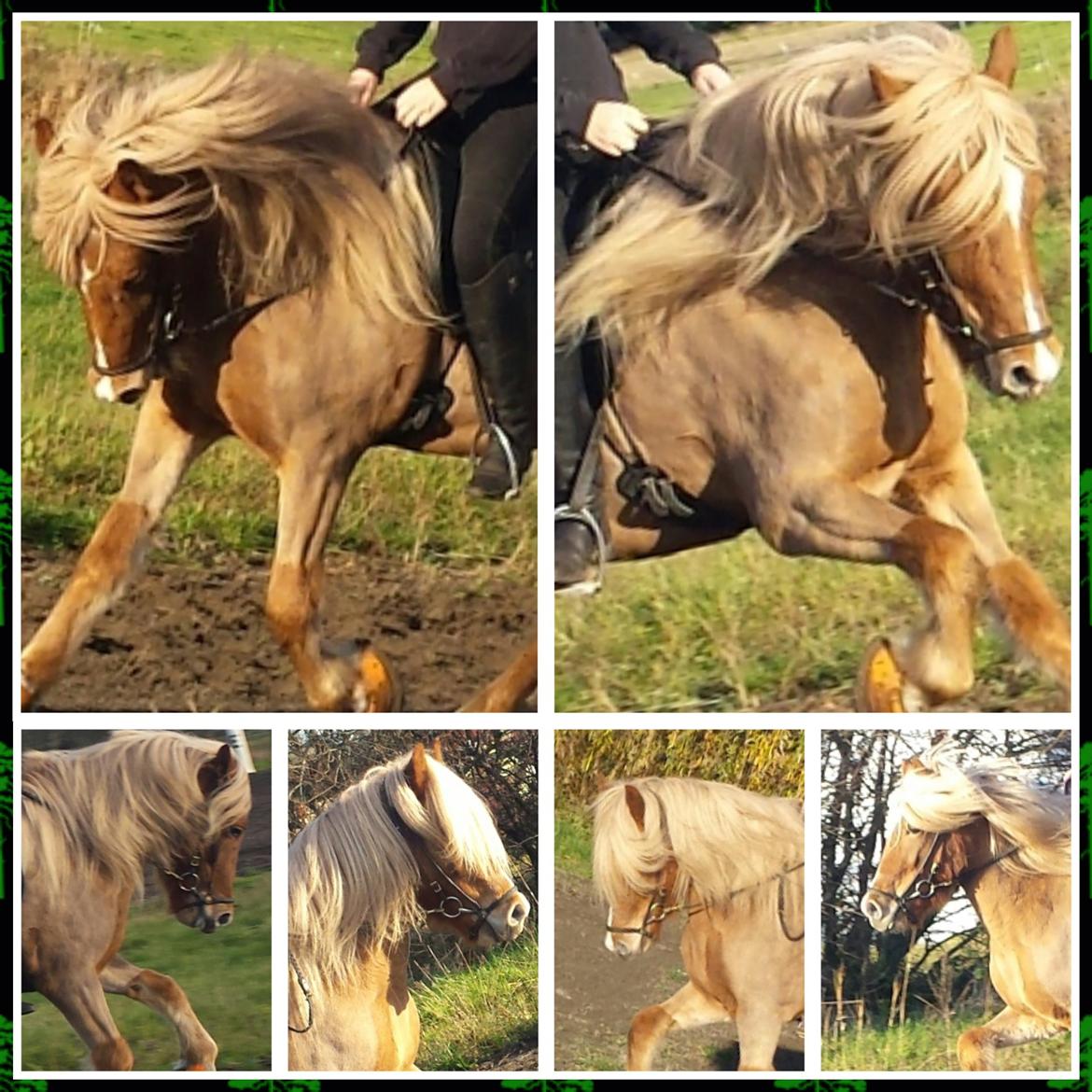 Islænder Fína fra Thorup.<3 - dressur billede 15