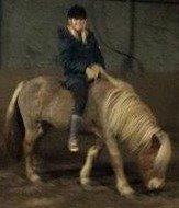 Islænder Fína fra Thorup.<3 billede 10