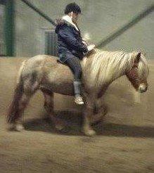 Islænder Fína fra Thorup.<3 - verdens bedste temperament  billede 17