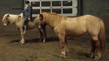 Islænder Fína fra Thorup.<3 billede 12