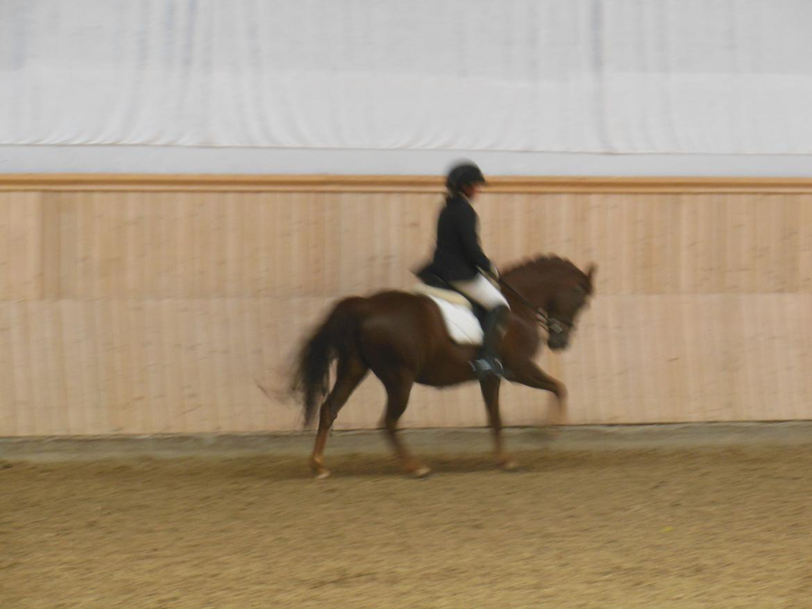 Anden særlig race Nagengaard´s Cesare A-pony <3 -Rides af min søster - DM 2013 opvarmning billede 9