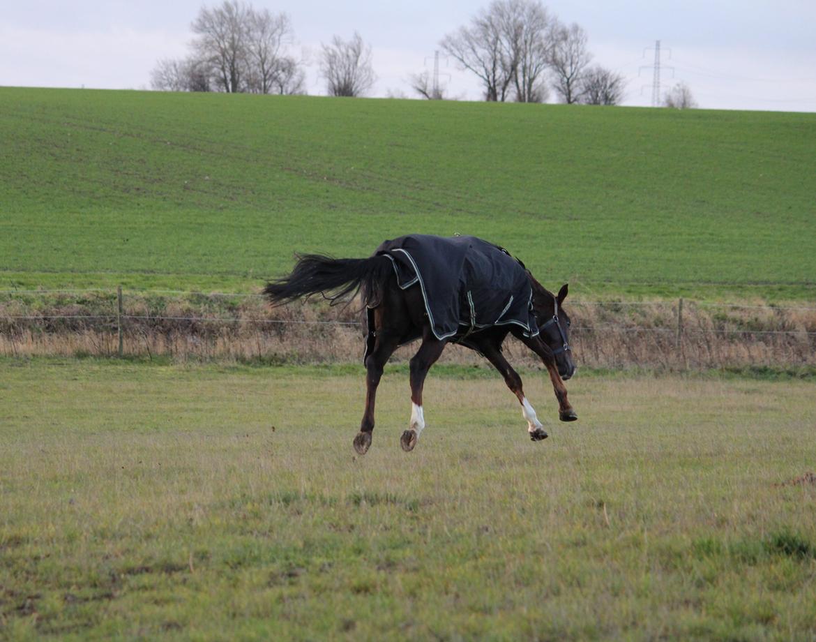 Dansk Varmblod Don poséidon F.J. - fjolle dato. 1/12-2013 billede 16