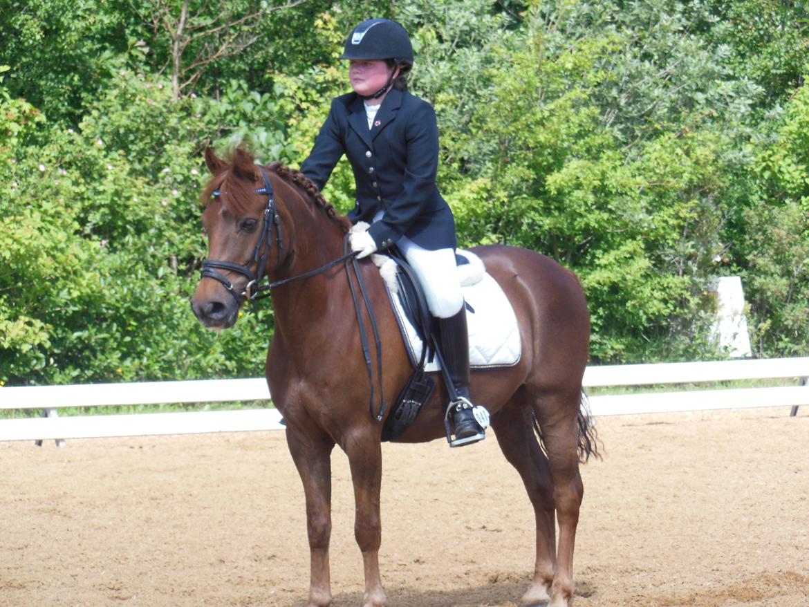 Anden særlig race Nagengaard´s Cesare A-pony <3 -Rides af min søster - Velkommen til Cesare´s profil -Verdens bedste 3ér pony- billede 2