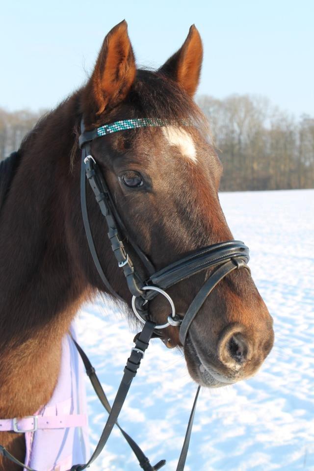 Anden særlig race Marielunds Faiht!<3 My Soulmate!<3 - My sweetest angel! Tak for kigget :). billede 20