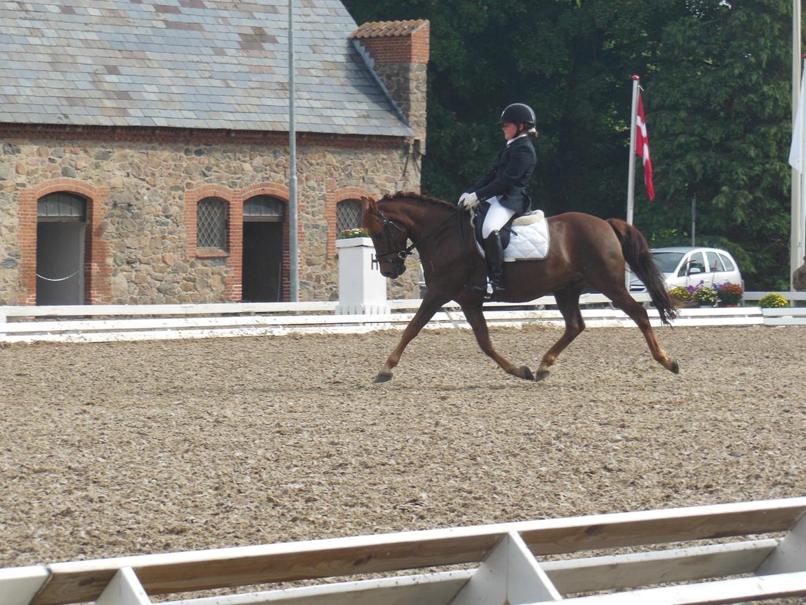 Anden særlig race Nagengaard´s Cesare A-pony <3 -Rides af min søster - Cesare til DM  2013 billede 10