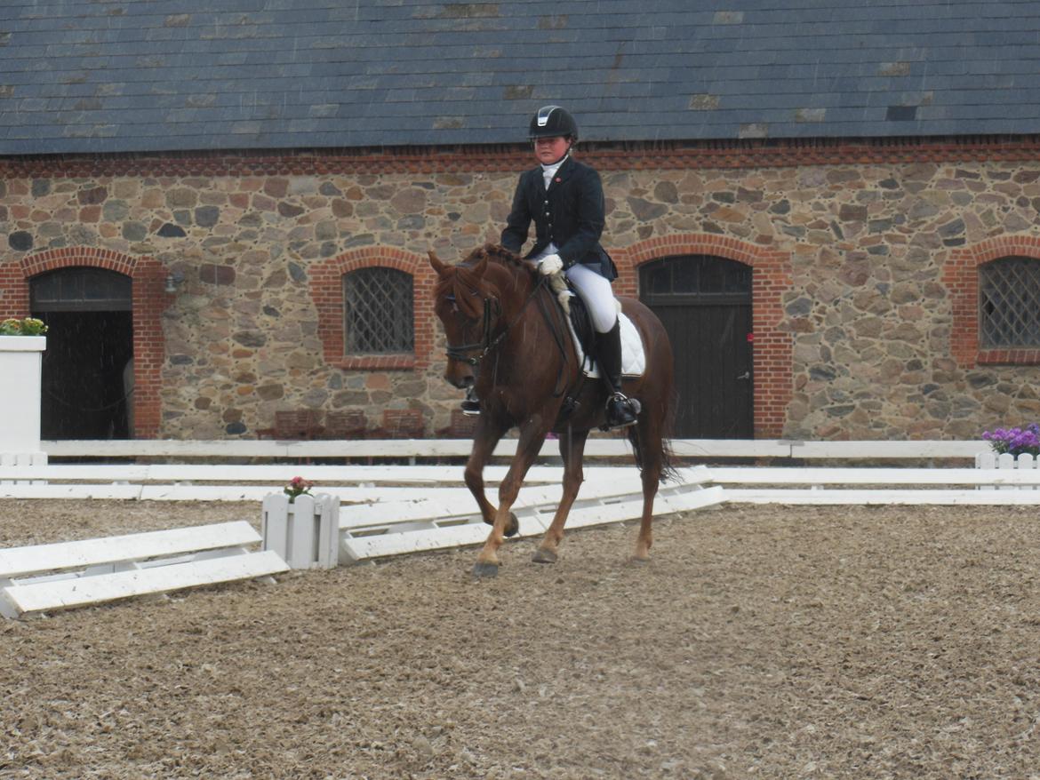 Anden særlig race Nagengaard´s Cesare A-pony <3 -Rides af min søster - Cesare til DM 2013 billede 11