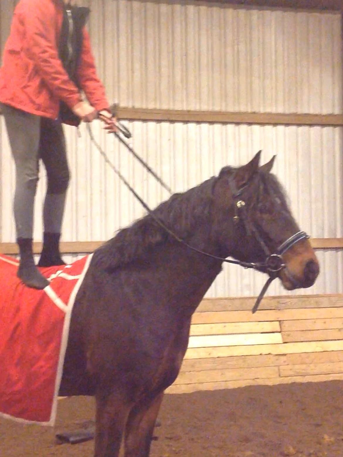 Anden særlig race Dumle<3  billede 3