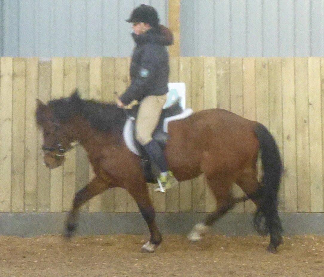 New Forest Odbjergs Elstar billede 9