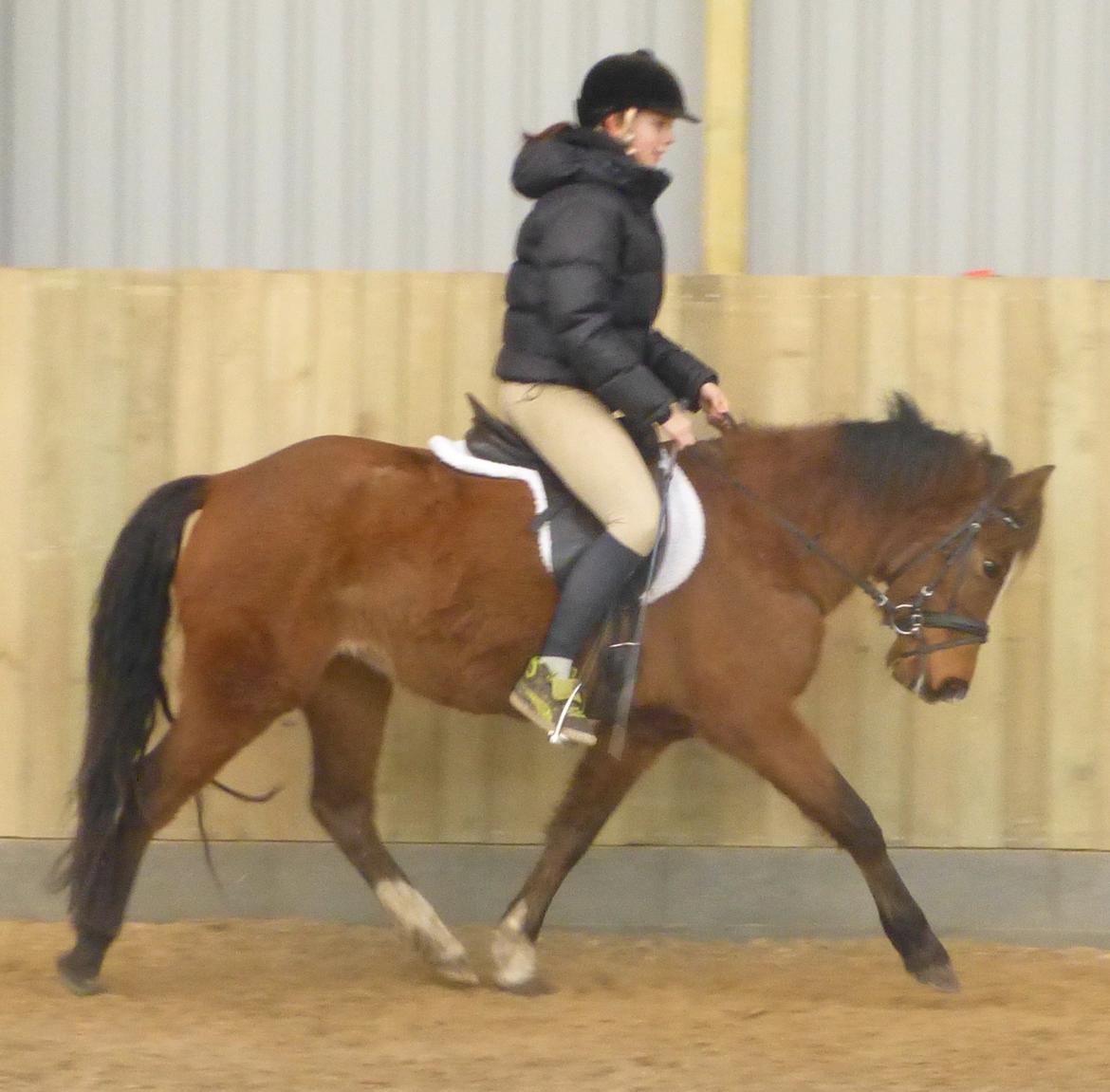 New Forest Odbjergs Elstar billede 10