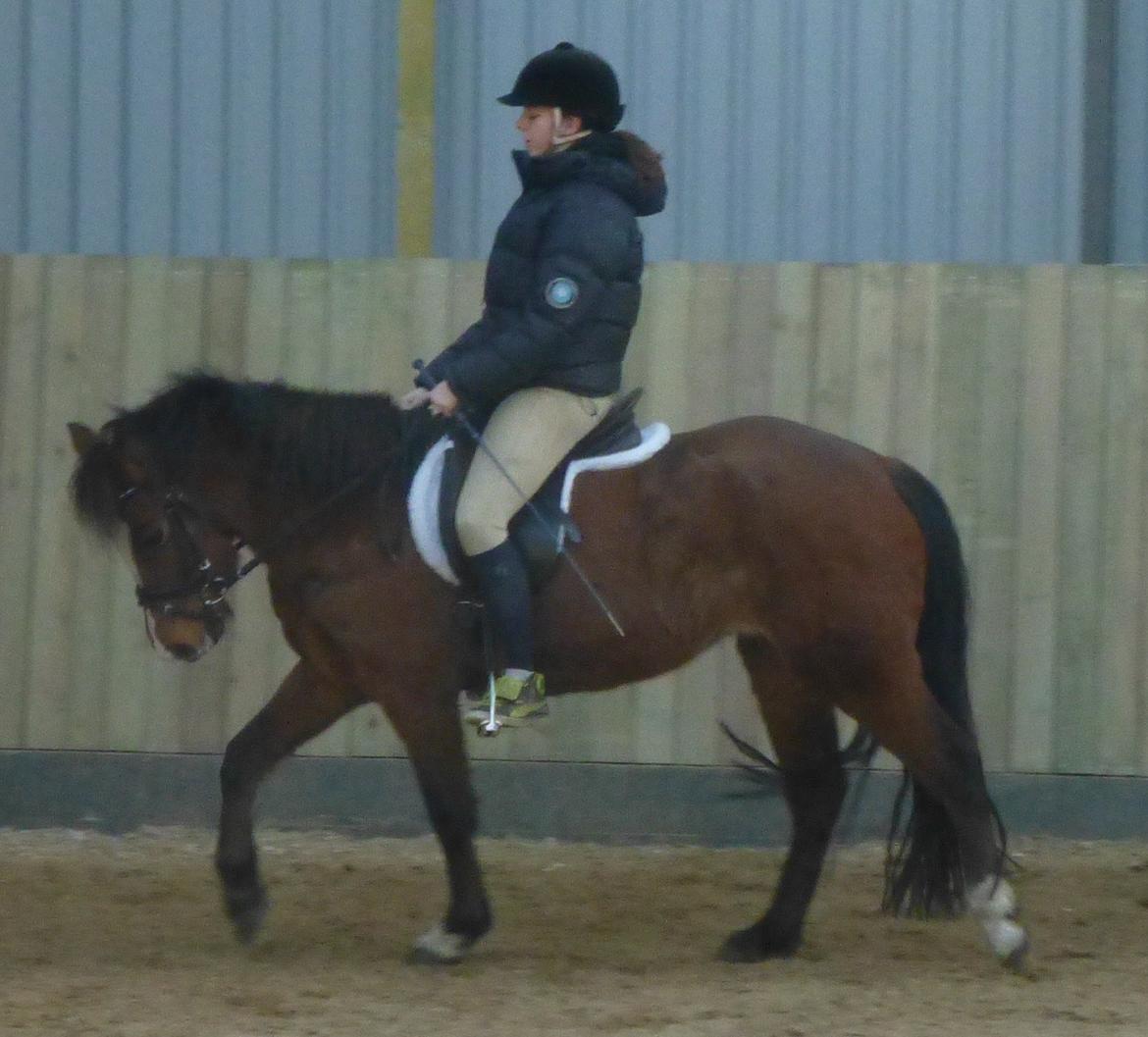 New Forest Odbjergs Elstar billede 11