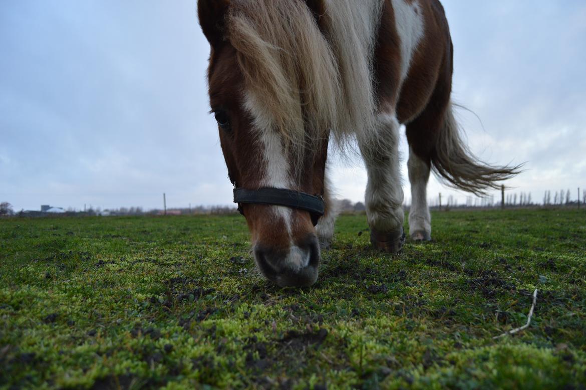Anden særlig race Bob billede 19