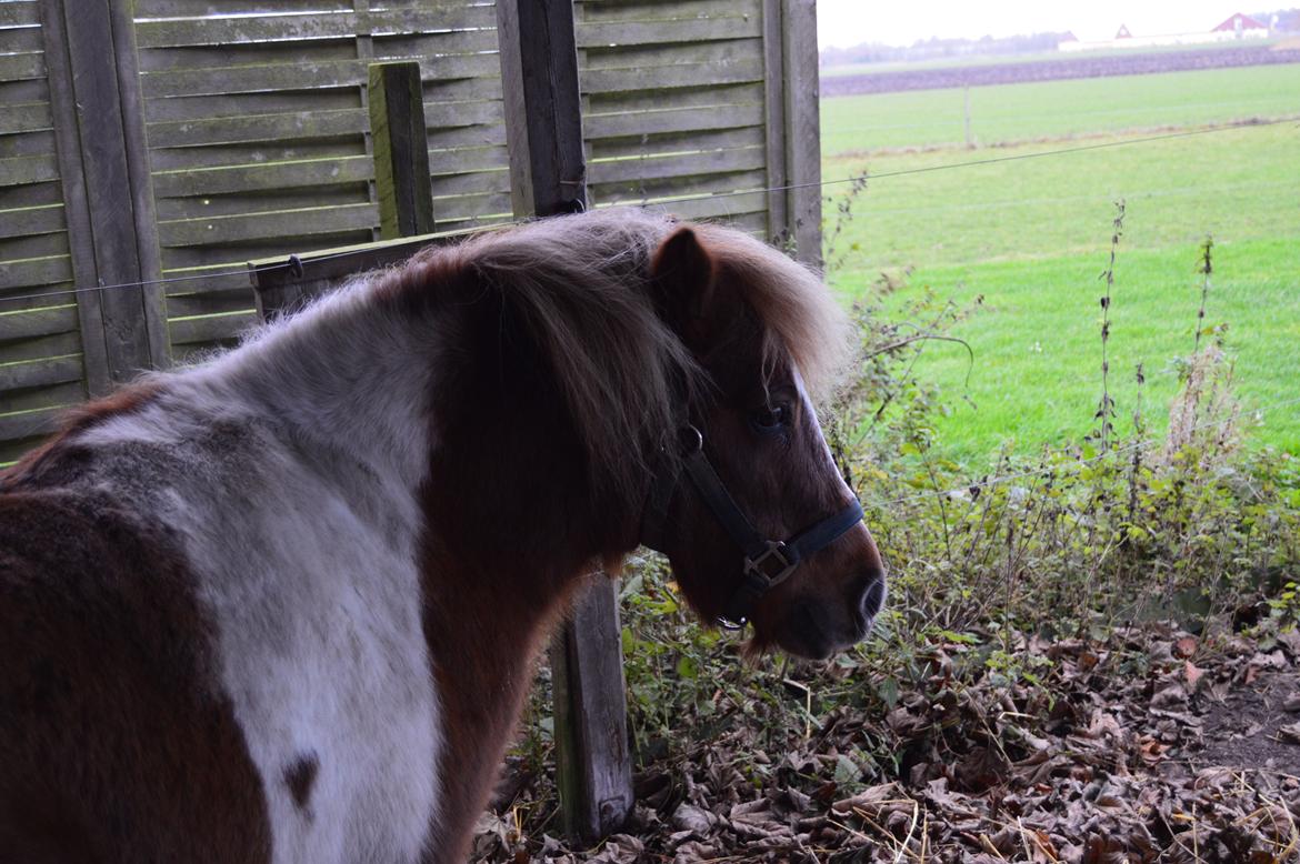 Anden særlig race Bob billede 14