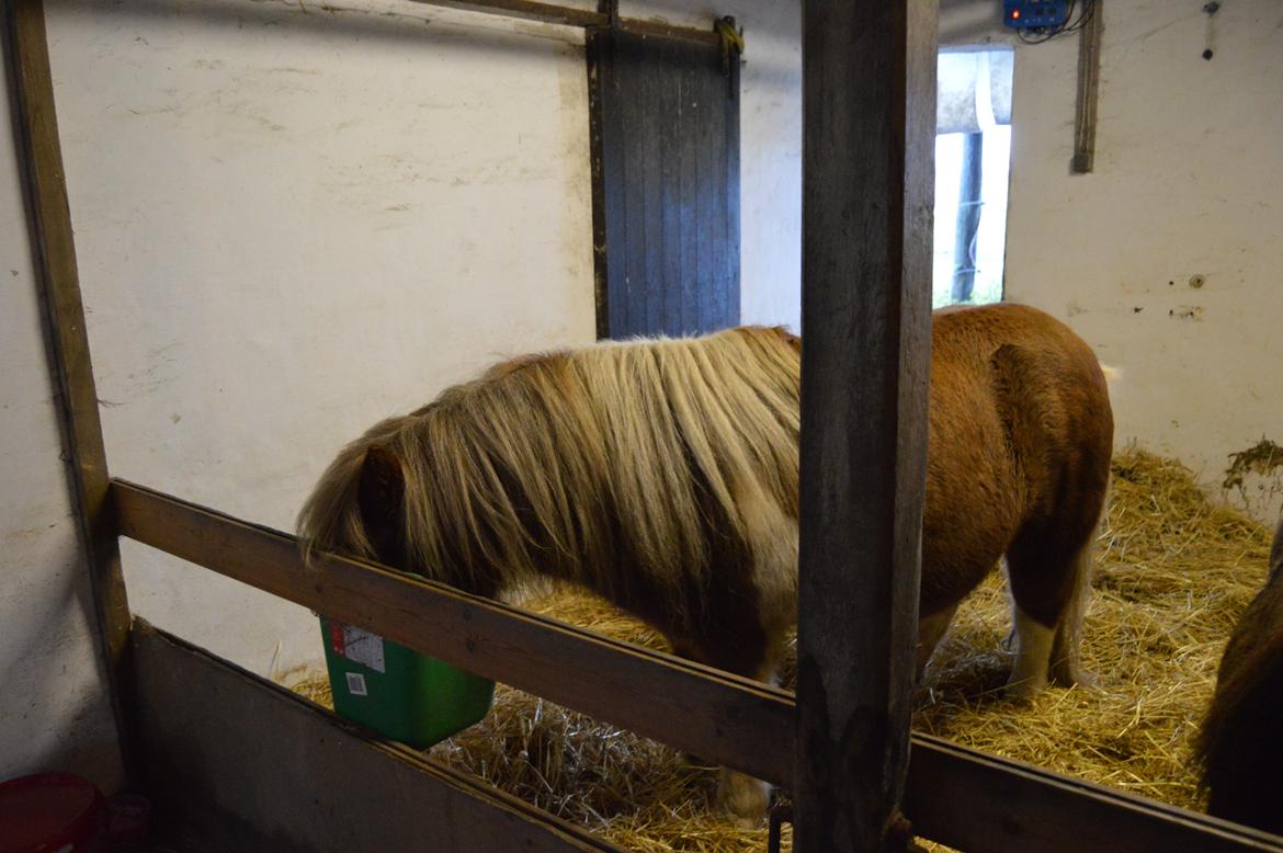Anden særlig race Bob billede 5