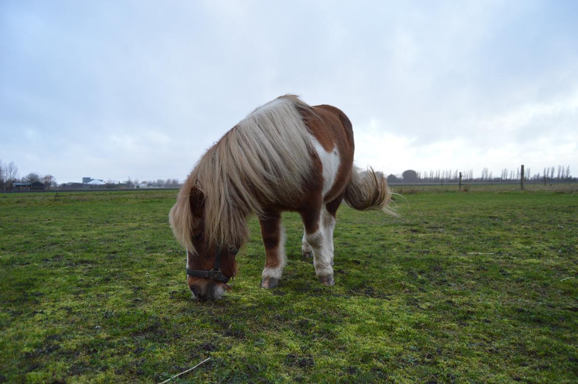 Anden særlig race Bob billede 18
