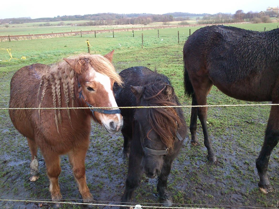 Anden særlig race Twiggi - Puha, det er koldt og regner ;) billede 8