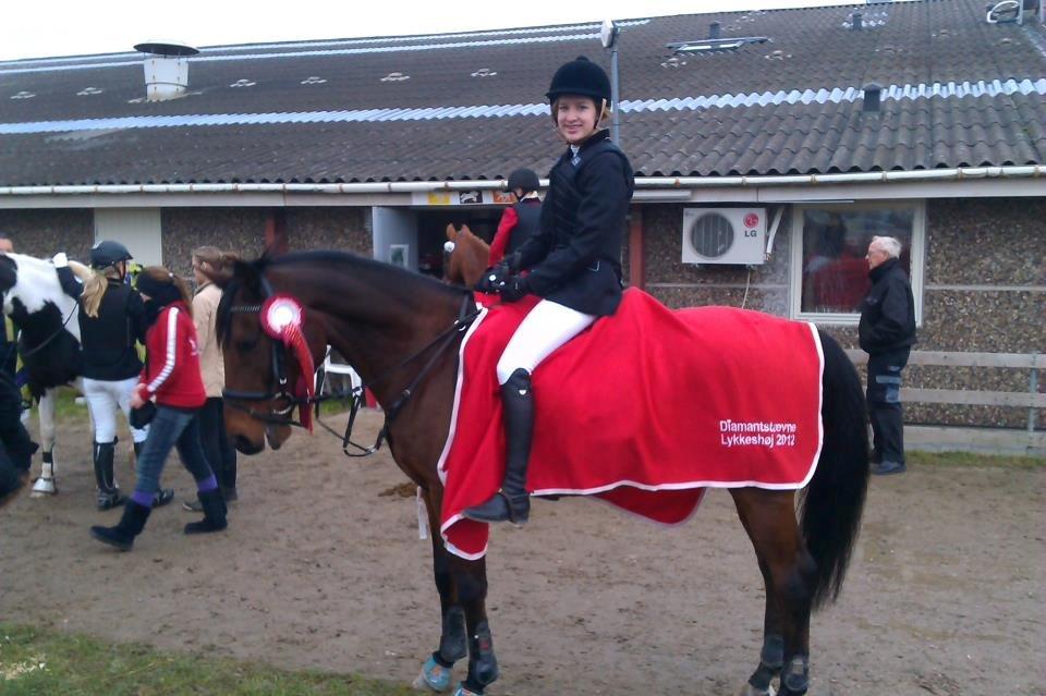 Hollandsk Sportspony Apollo - Da vi vandt diamant svævnet på Lykkeshøj  billede 9