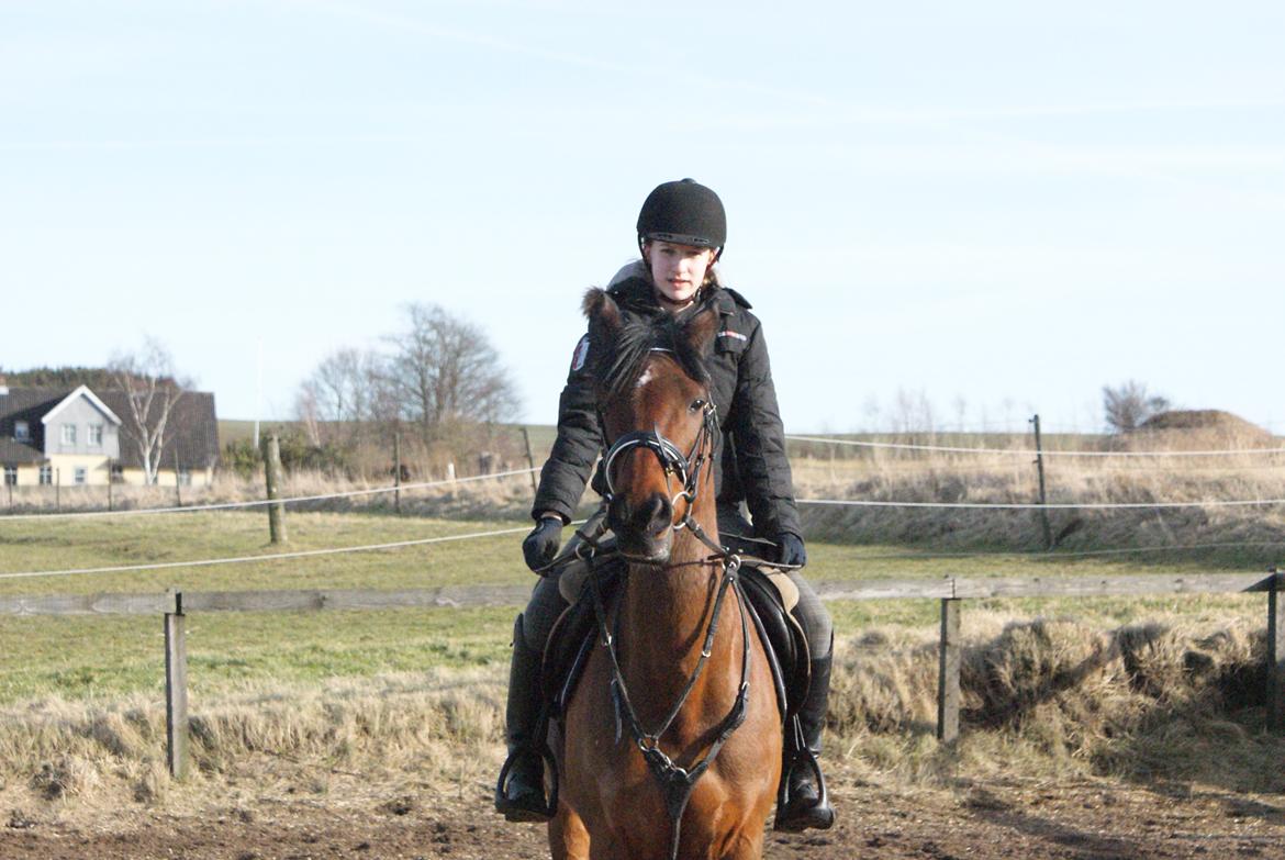 Hollandsk Sportspony Apollo billede 10