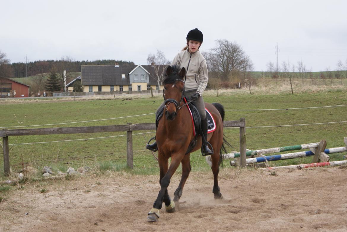 Hollandsk Sportspony Apollo billede 11