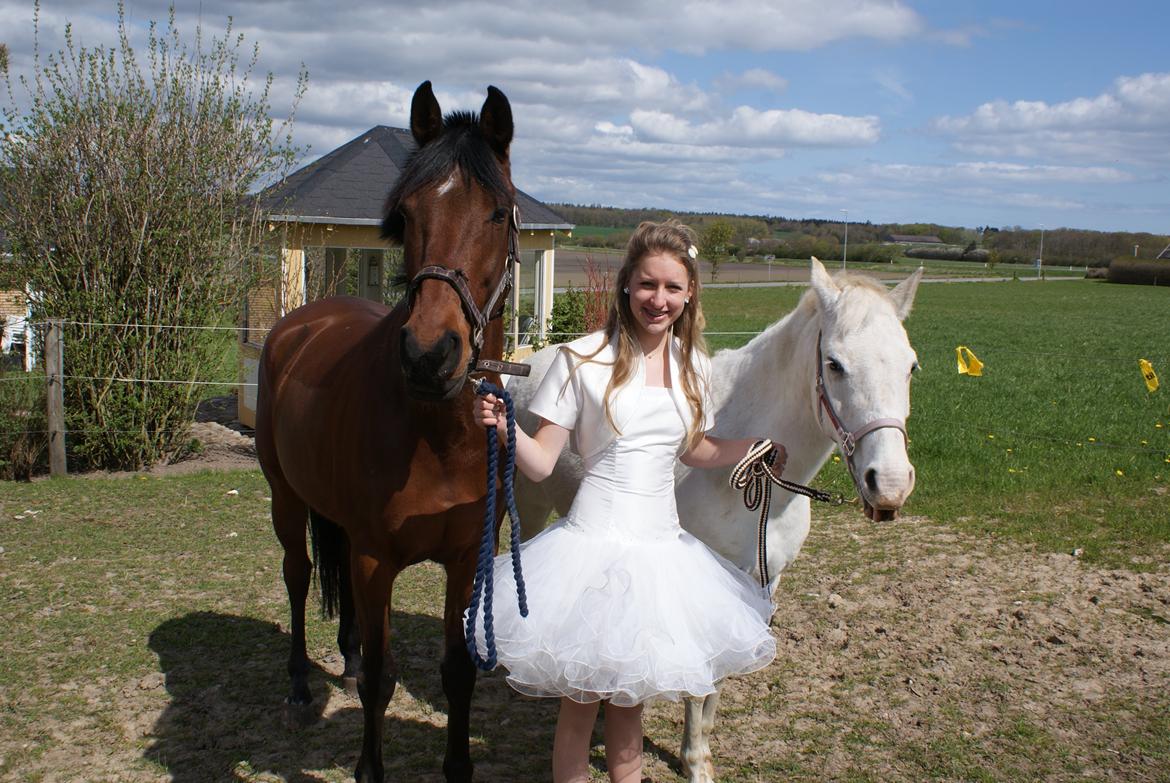 Hollandsk Sportspony Apollo - Konfi <3 billede 12