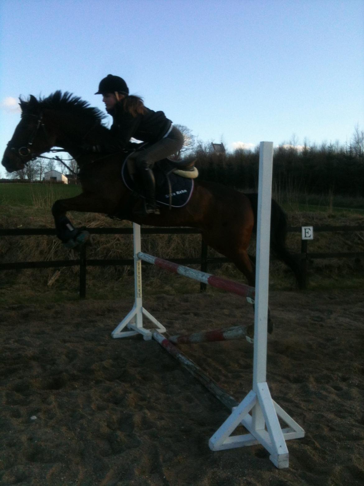 Hollandsk Sportspony Apollo billede 13