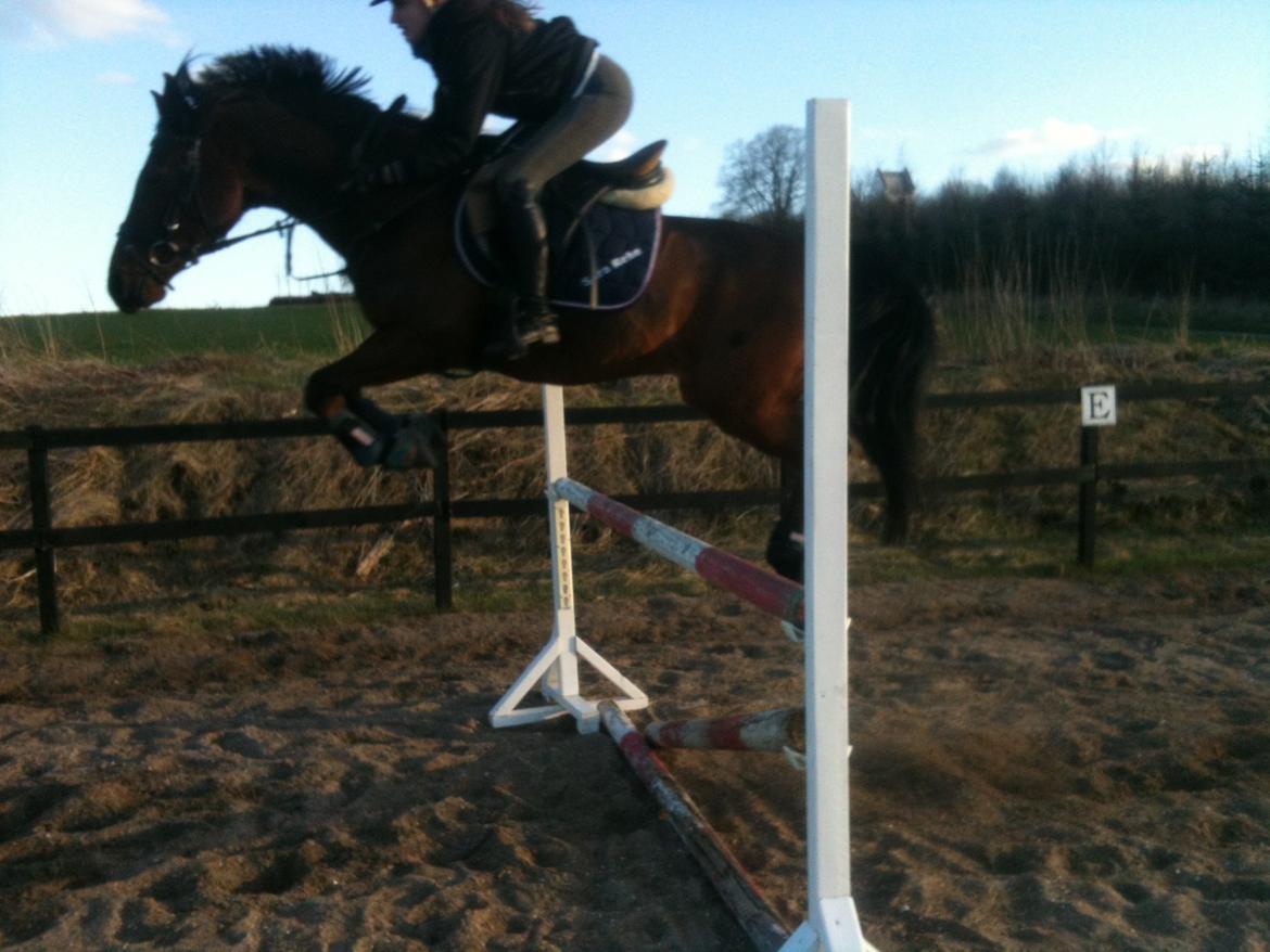 Hollandsk Sportspony Apollo billede 14