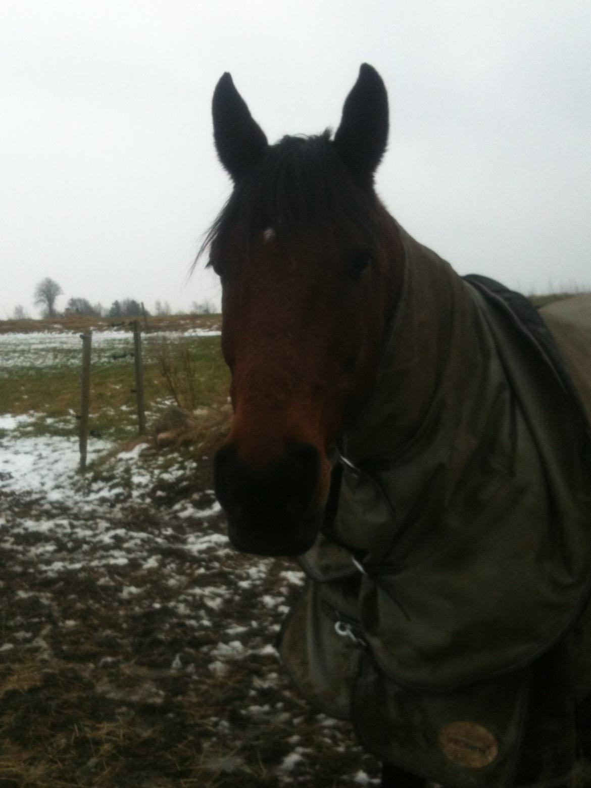 Hollandsk Sportspony Apollo - Hygge på folden  billede 15