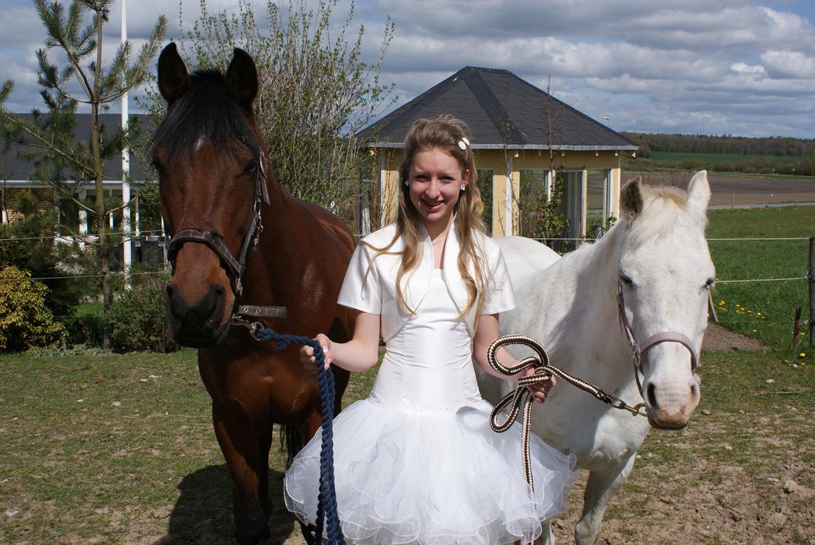 Hollandsk Sportspony Apollo billede 16