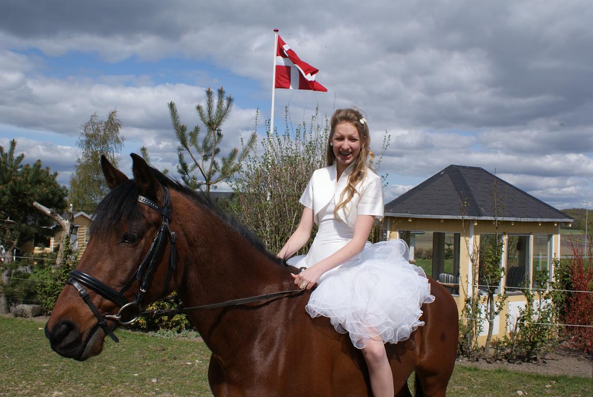 Hollandsk Sportspony Apollo billede 17