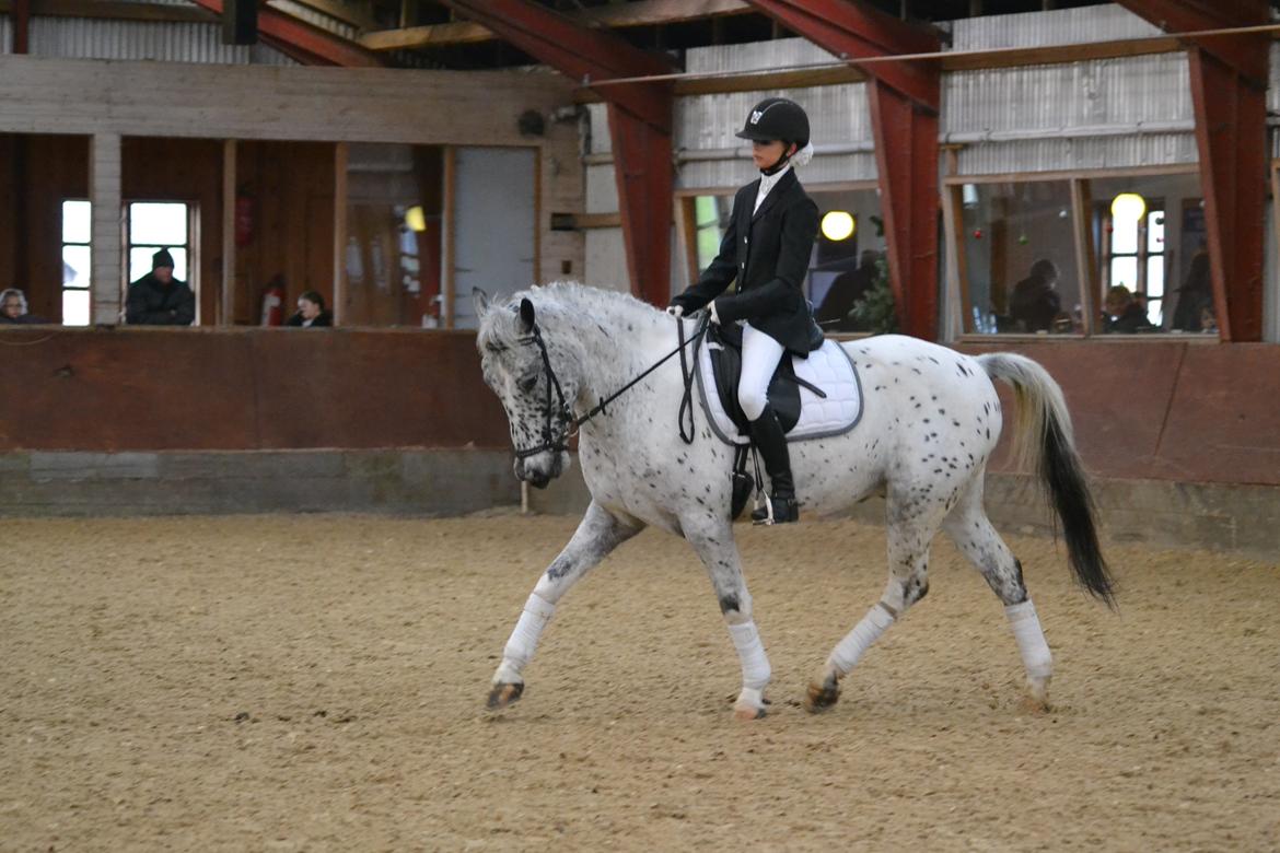 Knabstrupper Xander - LC1 billede 15