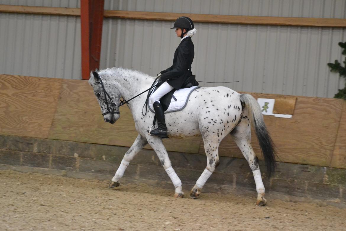 Knabstrupper Xander - LC1 billede 16