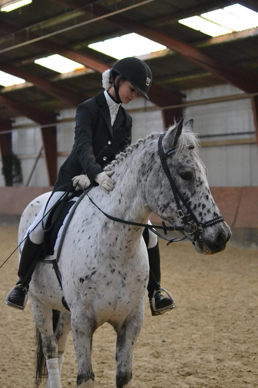 Knabstrupper Xander - Vandt LC1  billede 17