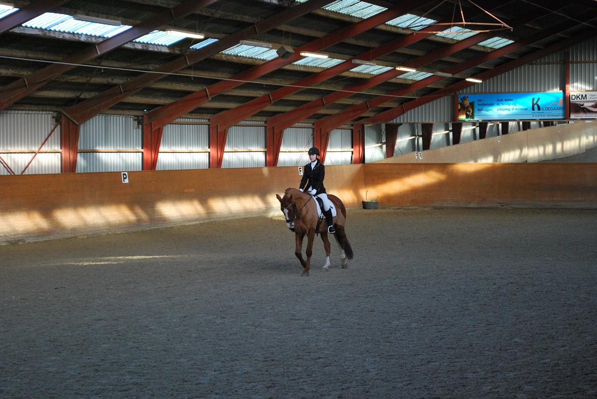 Anden særlig race Shiraz <3 billede 17