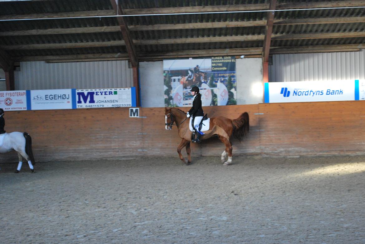 Anden særlig race Shiraz <3 billede 18