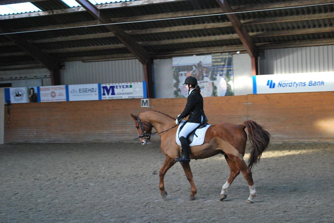 Anden særlig race Shiraz <3 billede 20