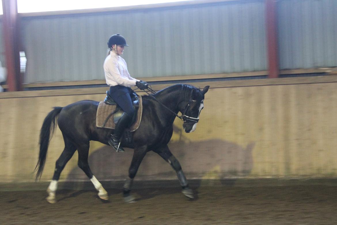 Anden særlig race Bertil - Bertil og jeg, december 2013. billede 7