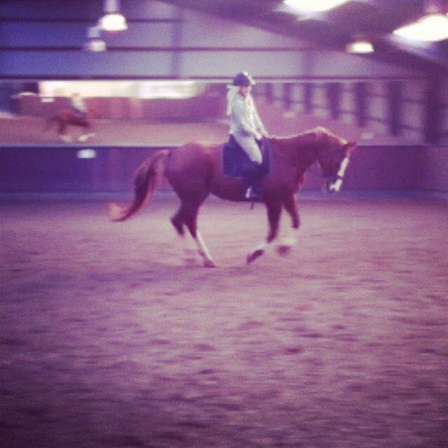 Hannoveraner Malou billede 6