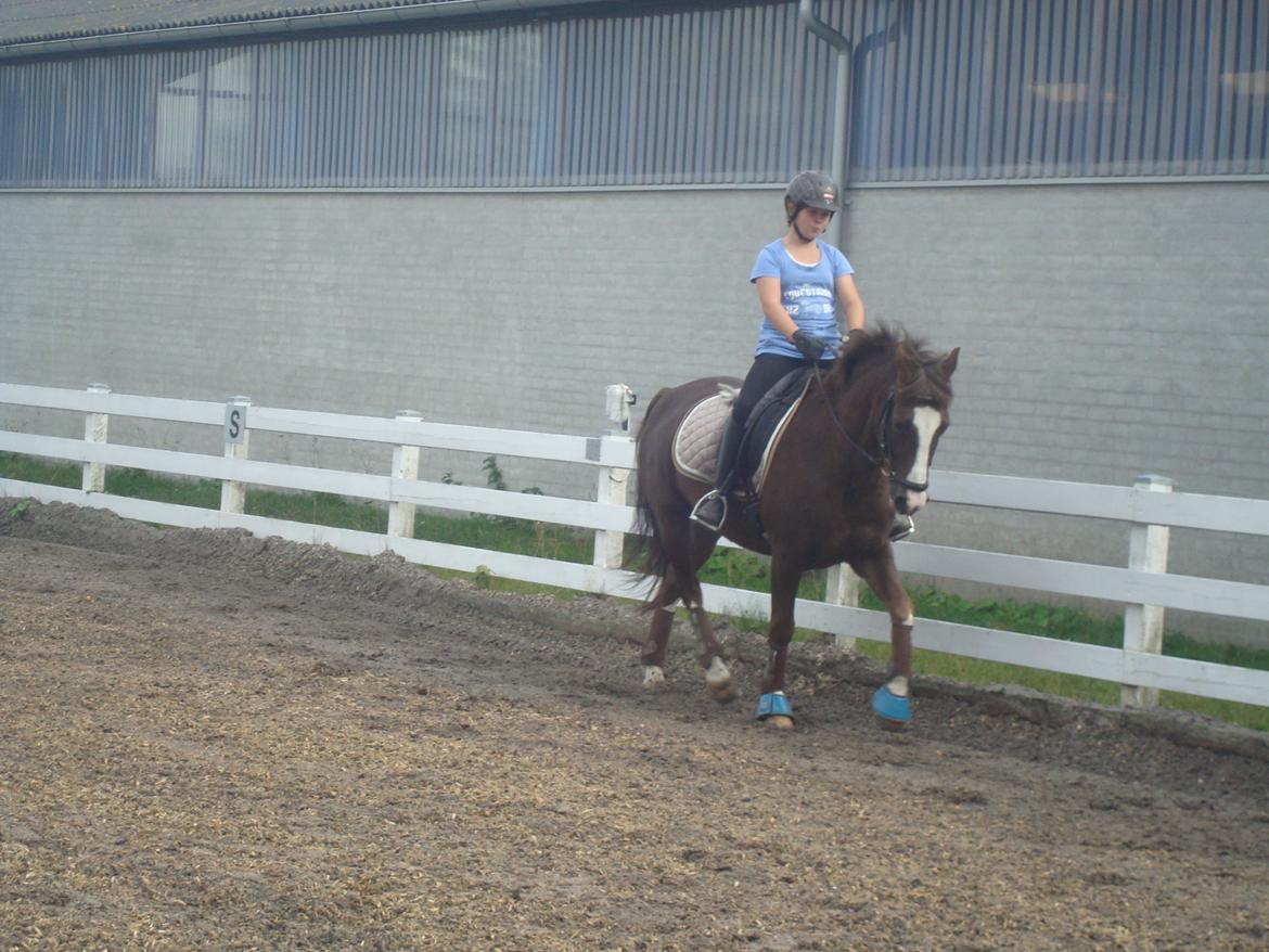 New Forest Ygor [1/3 A PONY] FORESALE  billede 14